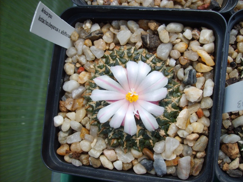 Ariocarpus-Blütensaison 2011 Sd530368