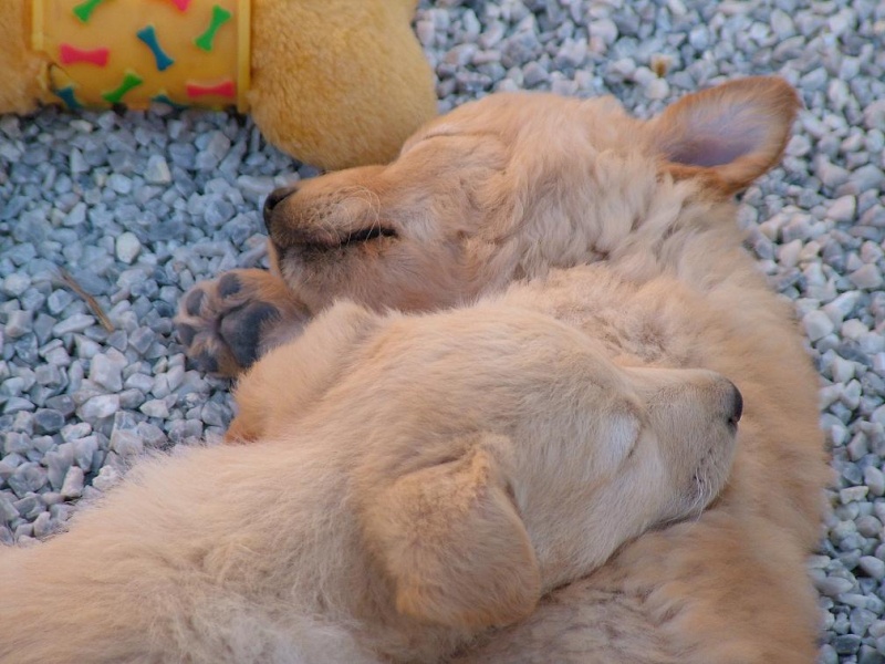 Abandoned Puppies. Puppie11