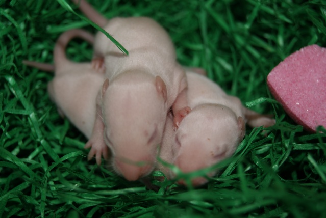 La maman et bébés albinos  F10