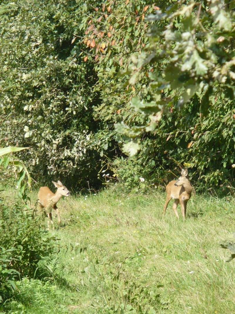 Rencontre au coin d'un bois... P1050210