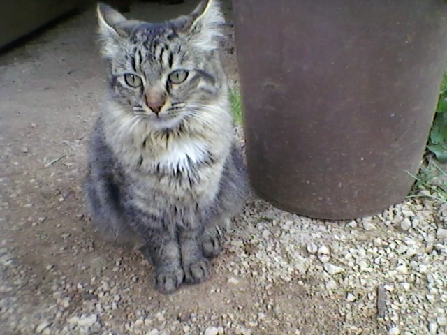 chatte trouvée tigrée tons gris poil mi-long à BRIGNOLES (83) fin mars 2011 Jolie_11