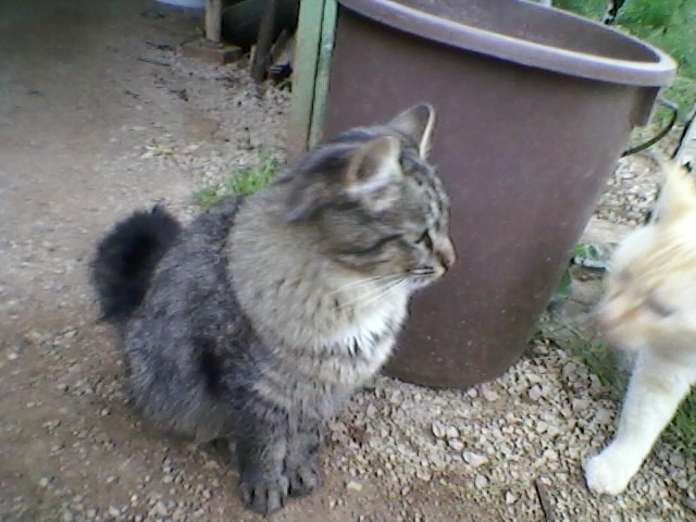 chatte trouvée tigrée tons gris poil mi-long à BRIGNOLES (83) fin mars 2011 Jolie_13