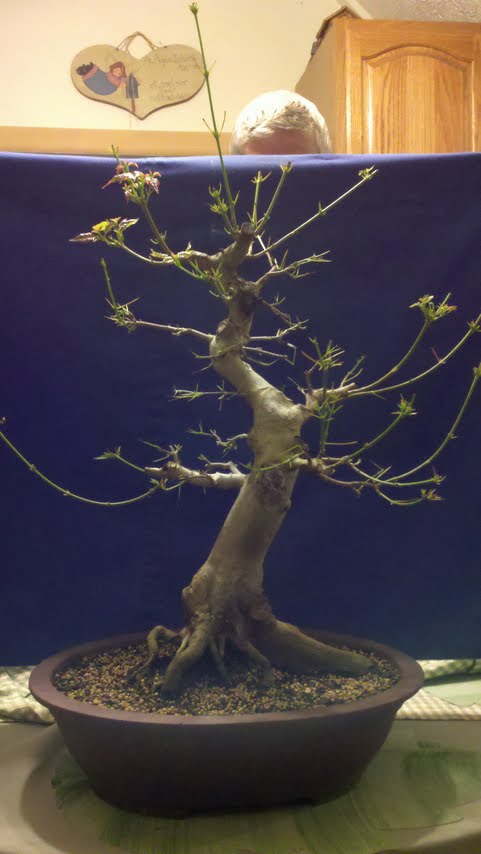 Trident Maple Mail10