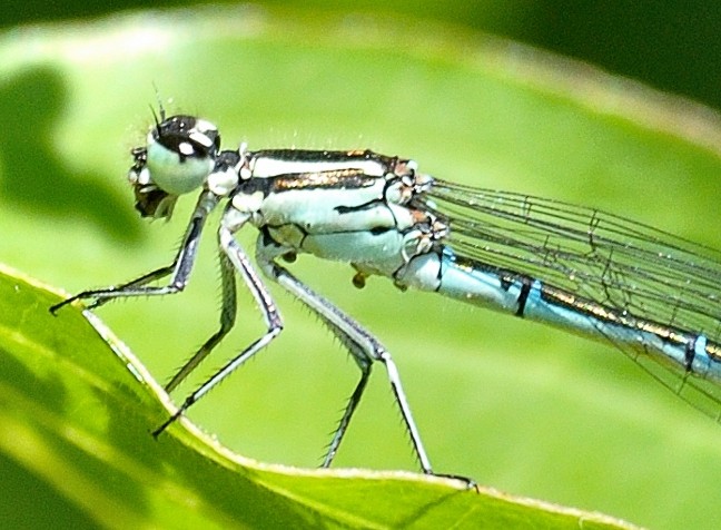 ischnuragrion? Coenagrion puella Dsc_6913