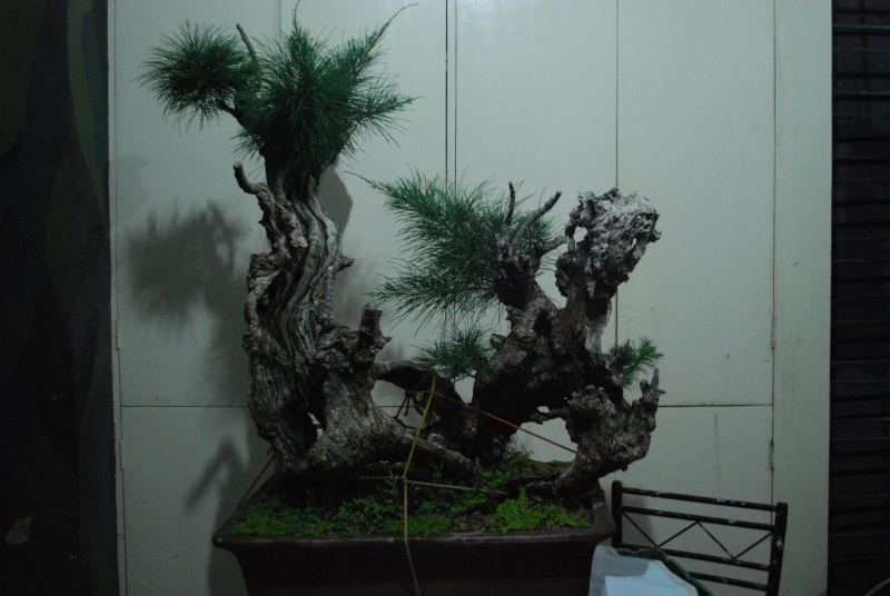 ironwood/casaurinas Dsc_0314