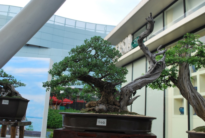 Philippine Bonsai Society 2011 exhibit report Dsc_1350