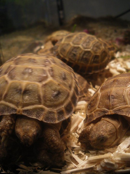 Photos des reptiles  de l'expo de Mortagne 22334910