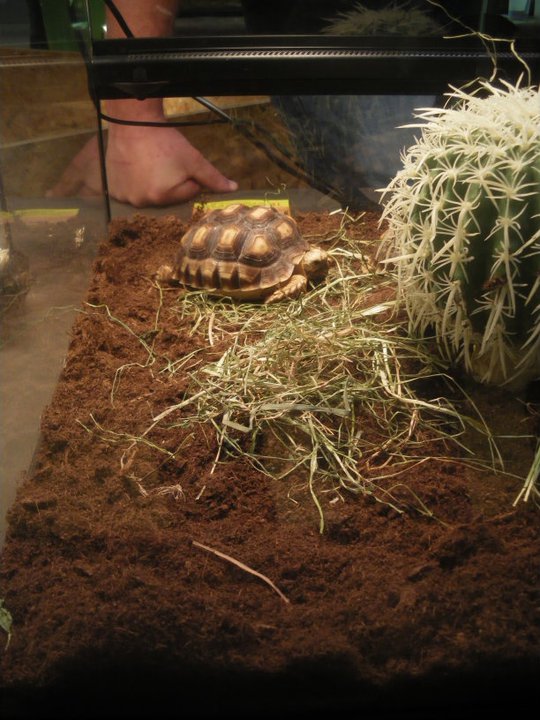 Photos des reptiles  de l'expo de Mortagne 22404410