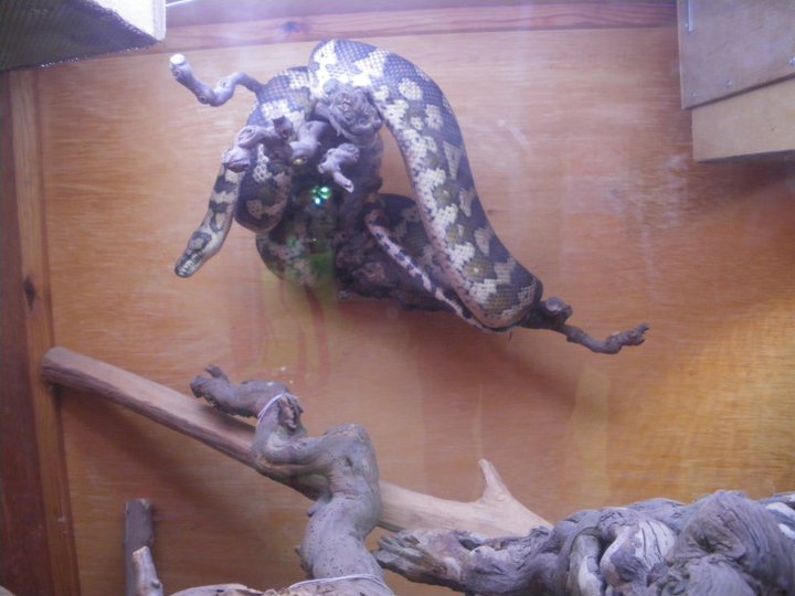 Photos des reptiles  de l'expo de Mortagne 22530410