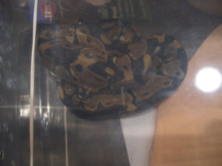 Photos des reptiles  de l'expo de Mortagne 22582910