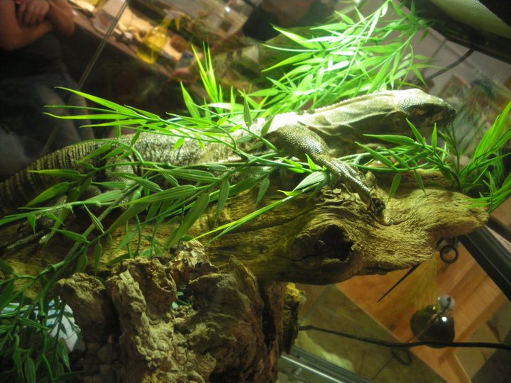 Photos des reptiles  de l'expo de Mortagne 22584410