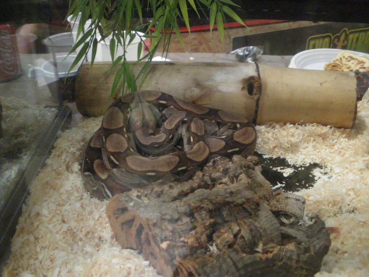 Photos des reptiles  de l'expo de Mortagne 22646910