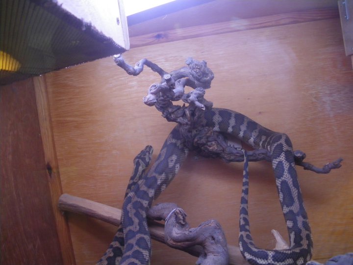 Photos des reptiles  de l'expo de Mortagne 22704410
