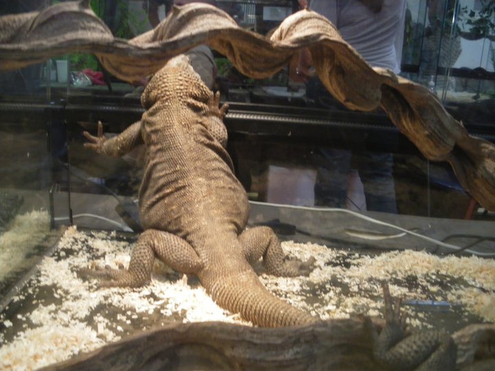 Photos des reptiles  de l'expo de Mortagne 22804910