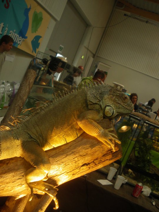 Photos des reptiles  de l'expo de Mortagne 22816910