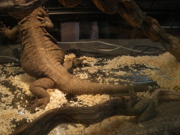 Photos des reptiles  de l'expo de Mortagne 22835910