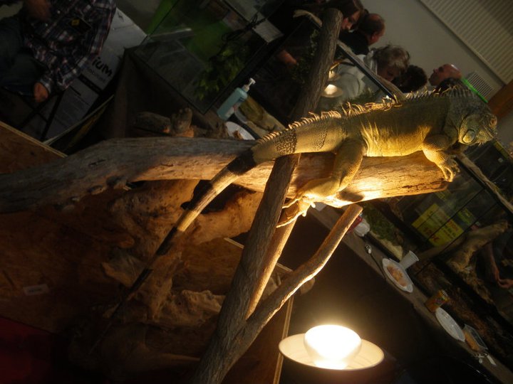Photos des reptiles  de l'expo de Mortagne 23044410