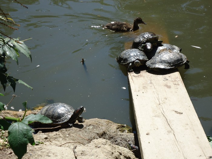 tortues et bb canard au jardin des plantes de toulouse Dsc00710