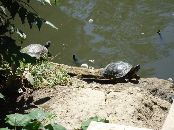 tortues et bb canard au jardin des plantes de toulouse Dsc00711