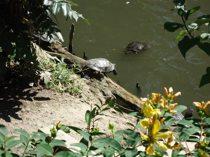 tortues et bb canard au jardin des plantes de toulouse Dsc00712