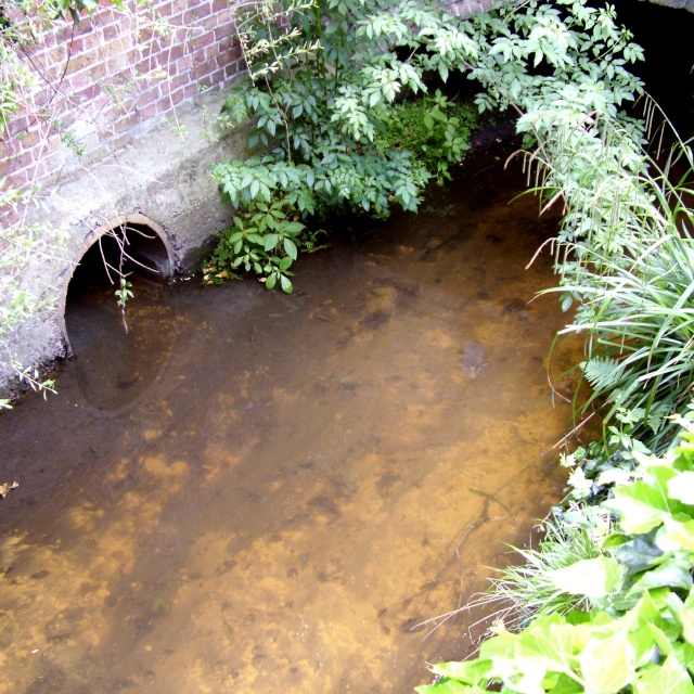 TAC respond to pollution report by residents in thames ditton to the River Rythe Dscf4326