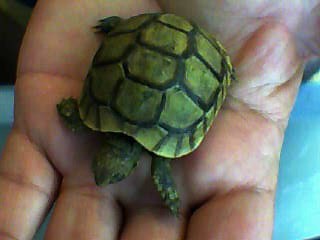 identification des tortue 211