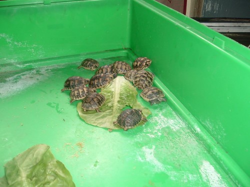 identification des tortue 3_110