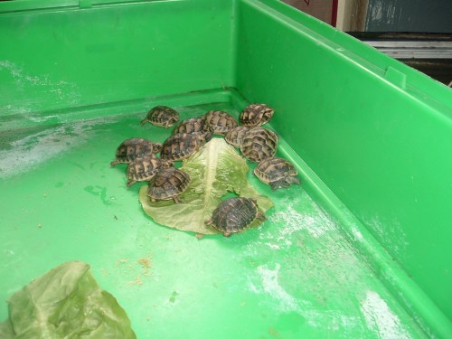 identification des tortue  3_110