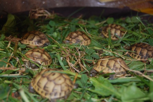 identification des tortue 610