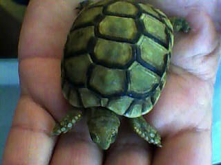 identification des tortue 611