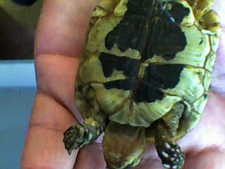 identification des tortue 810