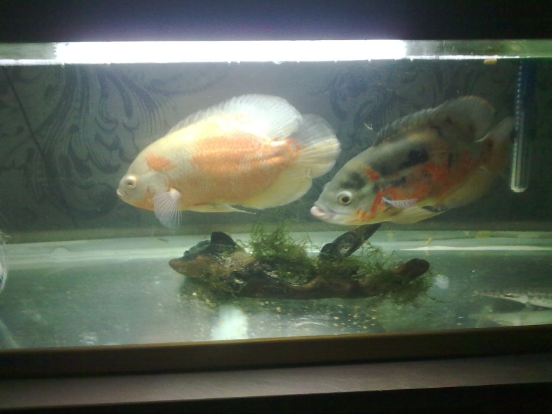 mes poissons 14082014