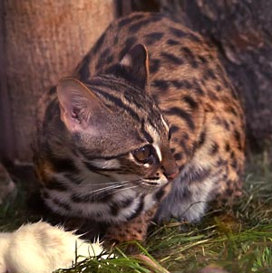 Unterarten der Wildkatze Bengal10