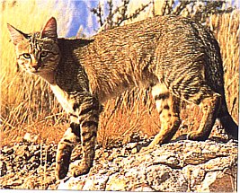 Unterarten der Wildkatze Falbka11