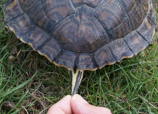 Petite identification de mes tortues Dsc01011