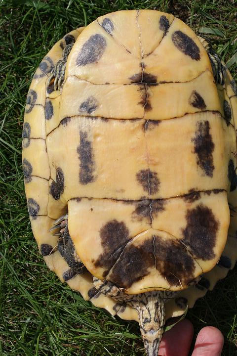 Petite identification de mes tortues Dsc01018