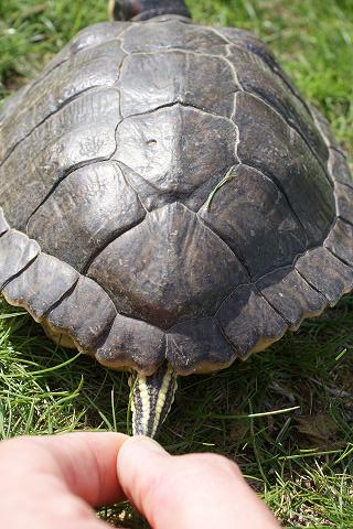 Petite identification de mes tortues Dsc01019