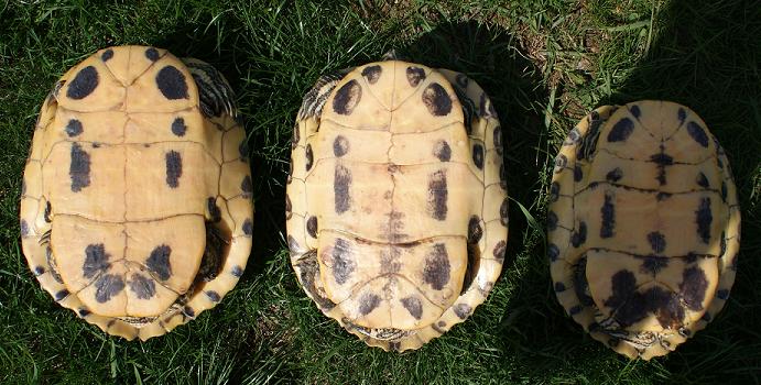 Petite identification de mes tortues Dsc01022