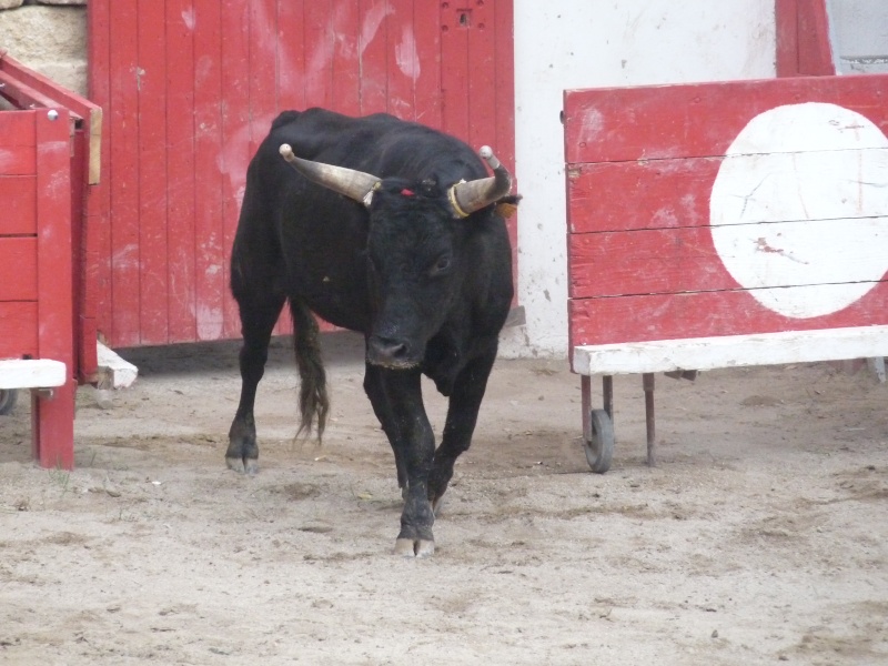 Gallician - Le 2 Octobre / Taureaux emboulés manade Espelly-Blanc P1030121