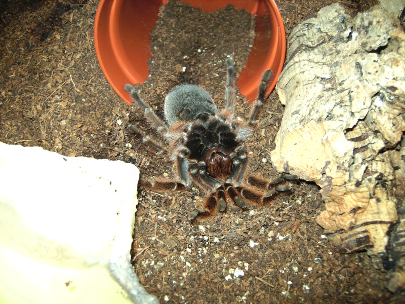 Grammostola rosea female molting right now Pict1610