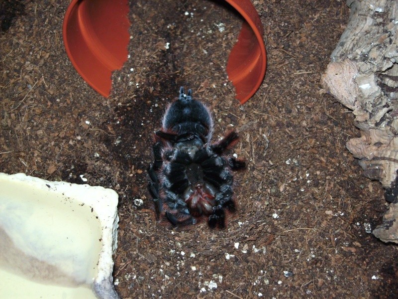 Grammostola rosea female molting right now Pict1711