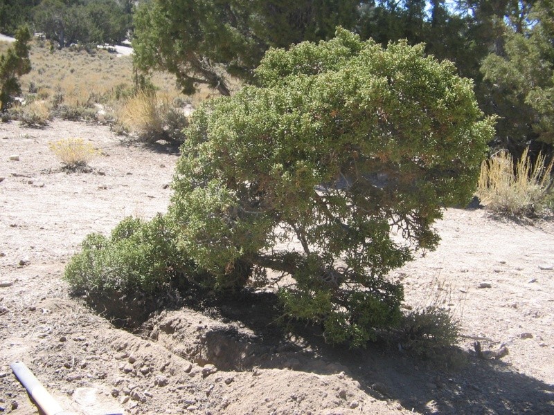 Collected Juniperus Osteosperma Img_3211
