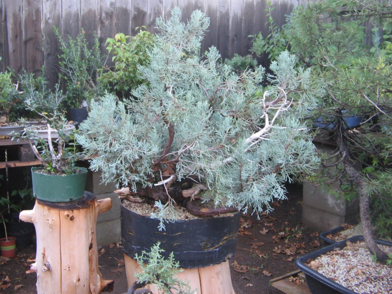 Sierra Juniper Img_3312