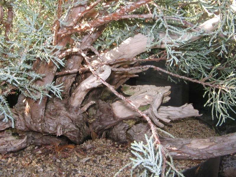 Sierra Juniper Img_3314