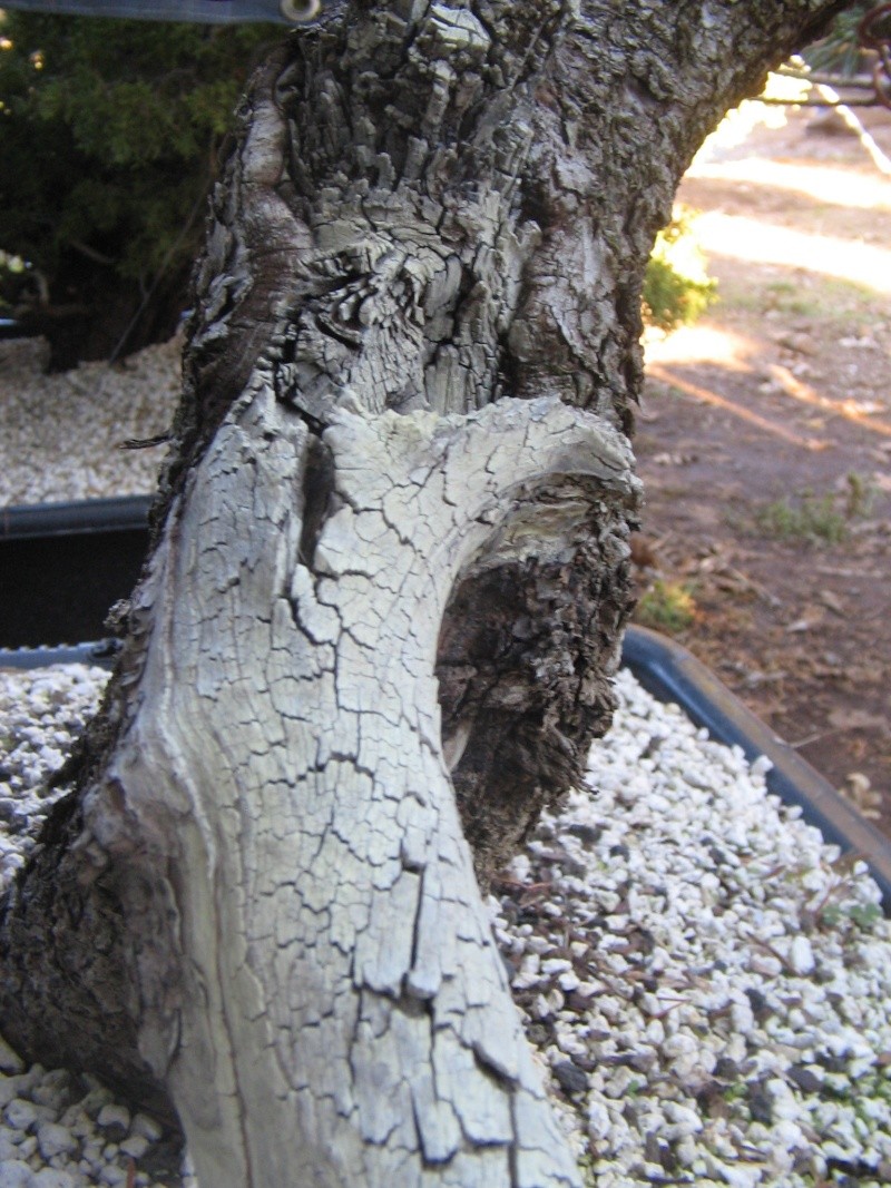 Initial Styling of Yamdori Lodgepole Pine Img_3315