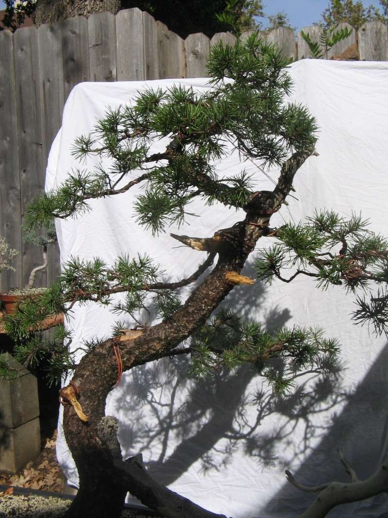 Initial Styling of Yamdori Lodgepole Pine Img_3411