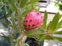 PROTEA PINK ICE Dscf2011