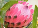 PROTEA PINK ICE Dscf2012