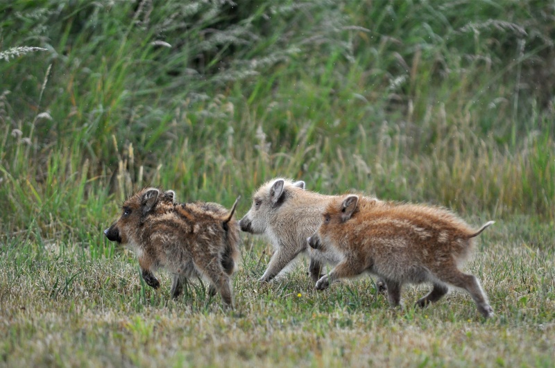 Les 3 petits cocohons! L3pc10