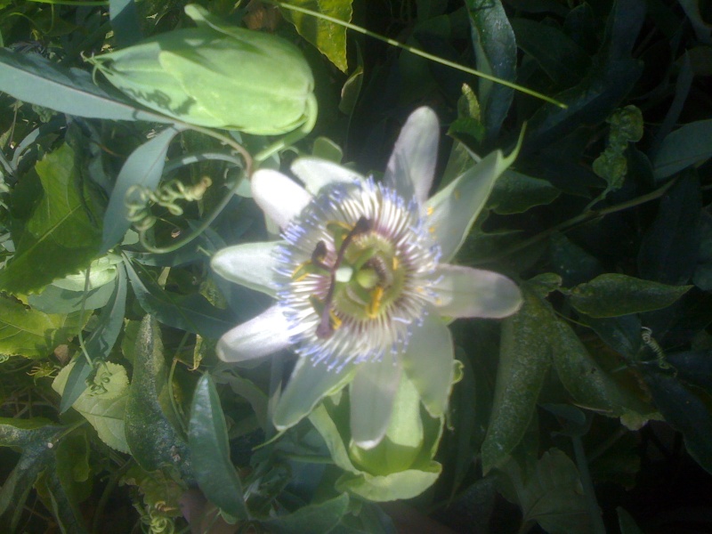 Passiflora caerulea species selection 'Blue Tip' Passif12